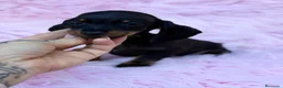 Teckel Miniatura perros en venta: Preciosa Camada de teckel 🐾 - Anuncio 2