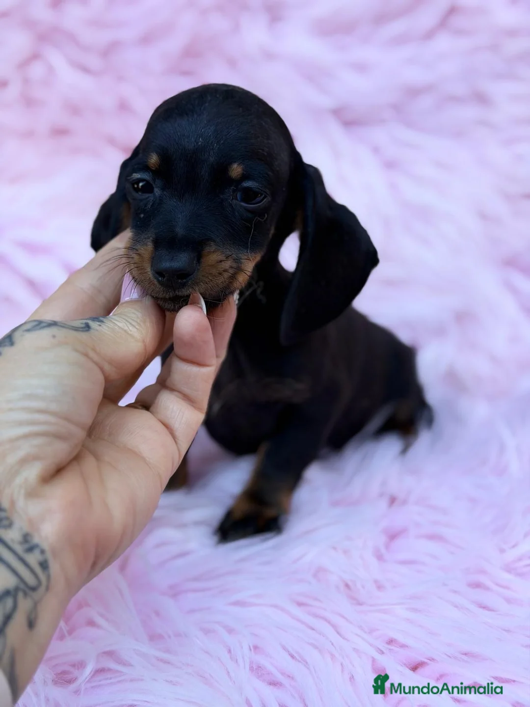 Teckel Miniatura perros en venta: Preciosa Camada de teckel 🐾 - Anuncio 2