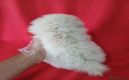 Pomerania perros en venta: Pomerania Mini  - Imagen 3
