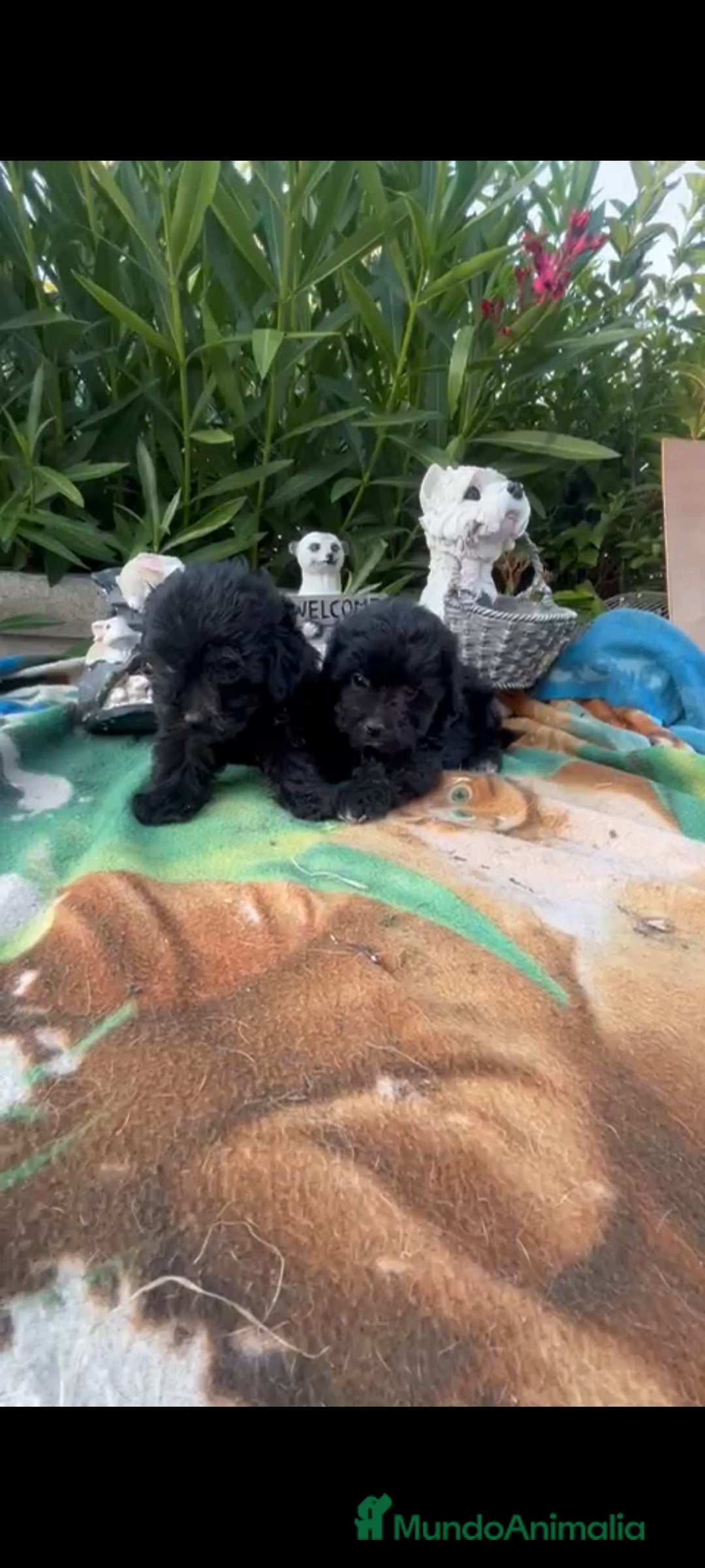 Maltipoo perros en venta: Maltipoo mini - Imagen 4