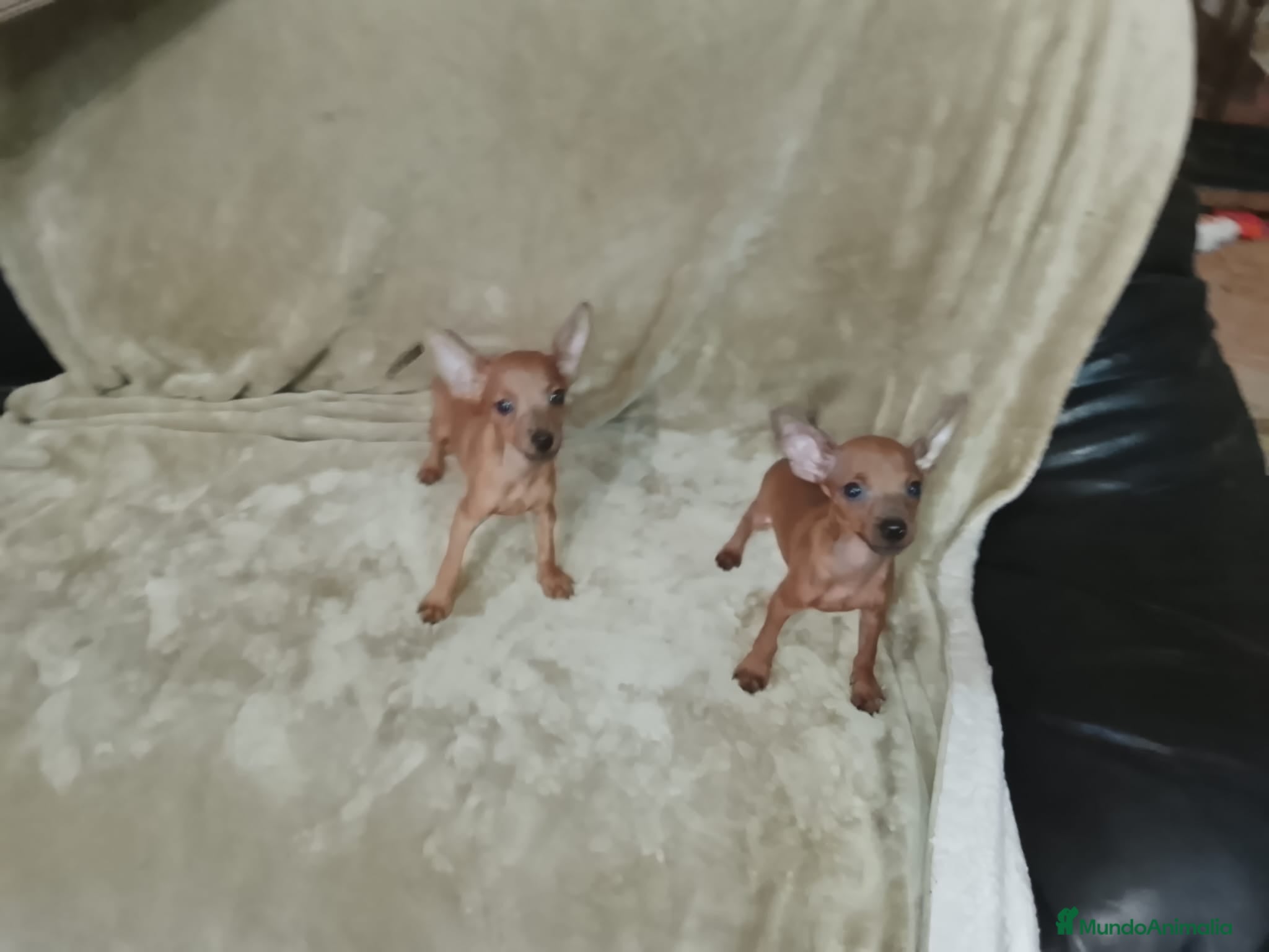 Pinscher Miniatura perros Preciosos pinscher miniatura disponible 🐶🐾 - Anuncio 1