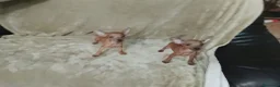 Pinscher Miniatura perros en venta: Preciosos pinscher miniatura disponible 🐶🐾 - Anuncio 1