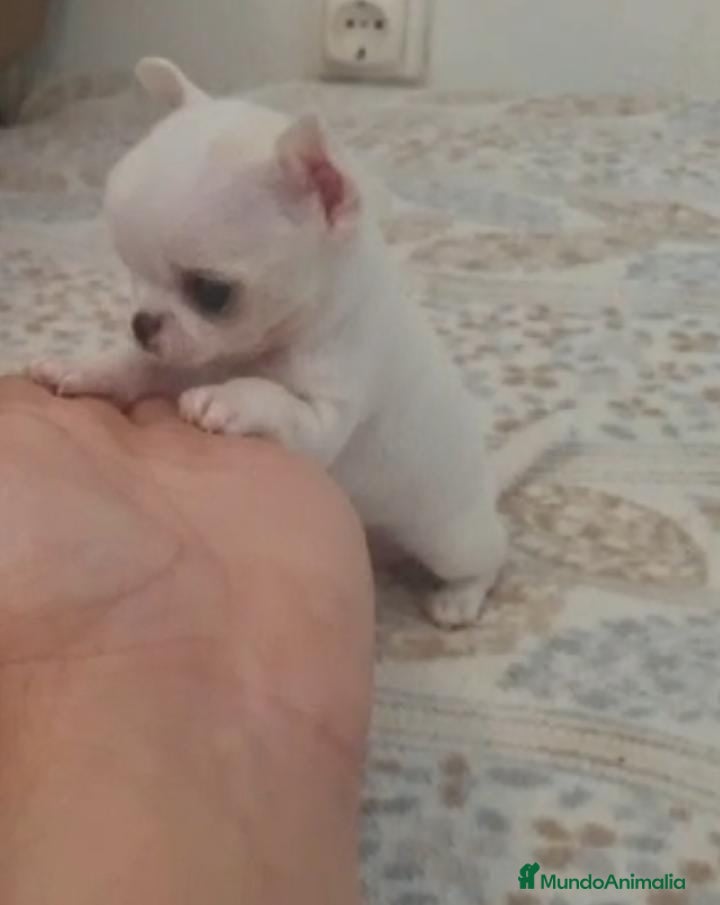 Chihuahua perros CHIHUAHUAS MINI TOYS - Anuncio 2