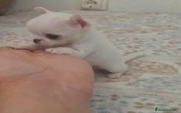 Chihuahua perros en venta: CHIHUAHUAS MINI TOYS - Imagen 1