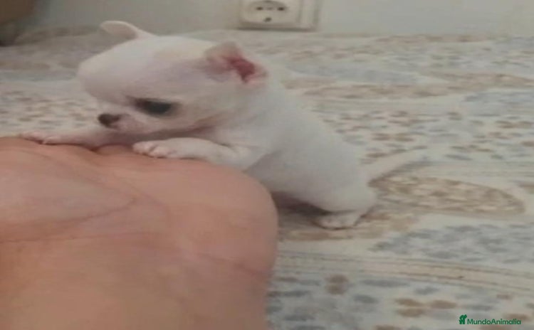 Chihuahua perros - Anuncio 1