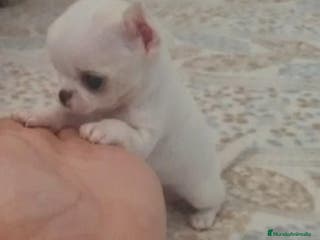 Chihuahua perros CHIHUAHUAS MINI TOYS - Anuncio 33
