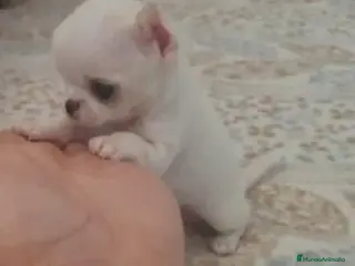 Chihuahua perros CHIHUAHUAS MINI TOYS - Anuncio 26