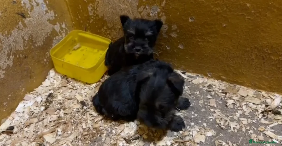 Schnauzer Miniatura perros en venta: Cachorros de Schnauzer mini  - Anuncio 1