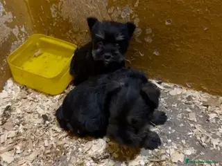 Schnauzer Miniatura perros Cachorros de Schnauzer mini - Anuncio 1