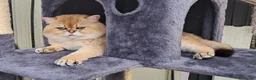 Británico de Pelo Corto gatos para monta: MONTA DE BRITISH SHORTAIR en Madrid - Anuncio 4
