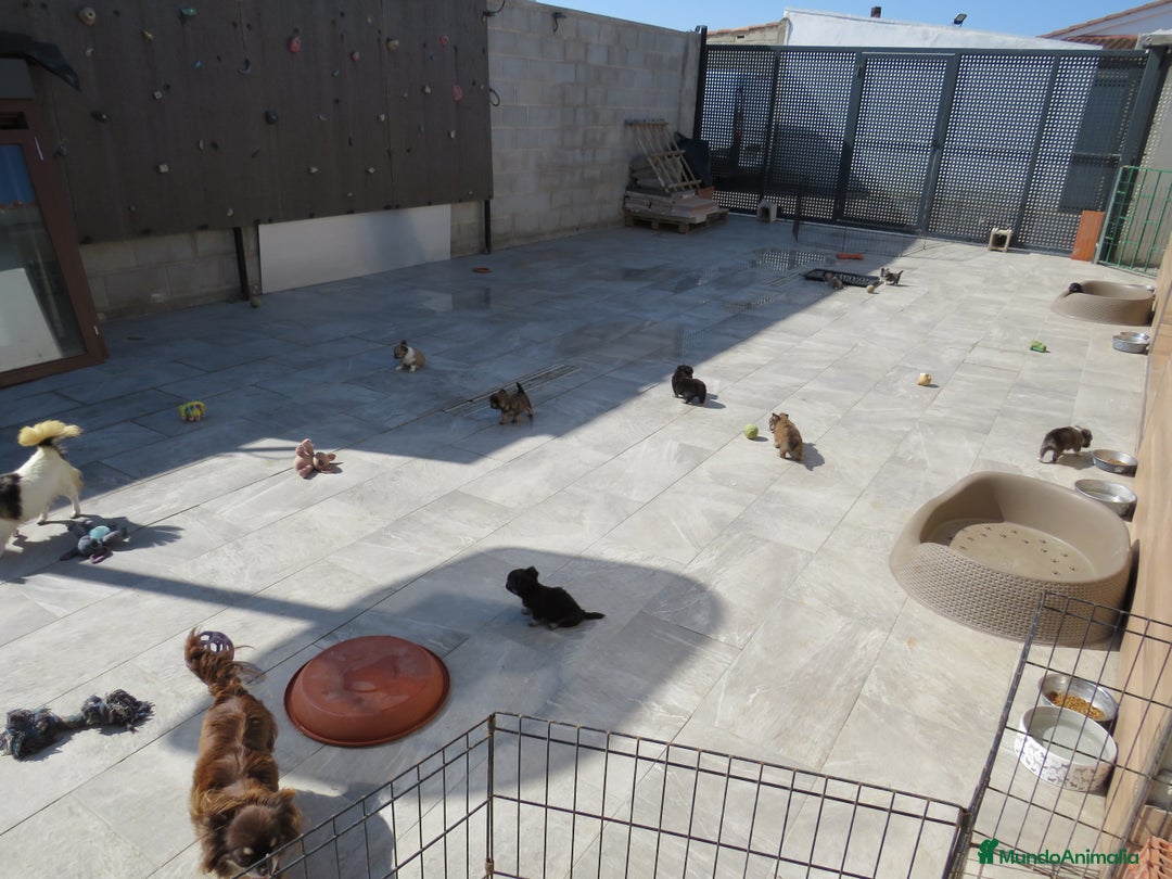 Chihuahua perros en venta: Chihuahuas - Imagen 1