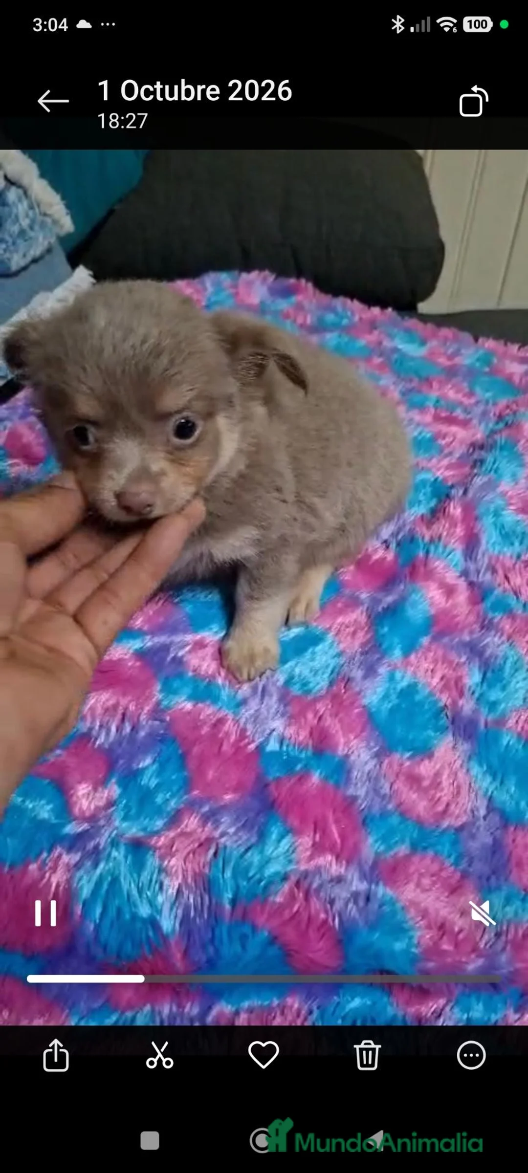 Chihuahua perros en venta: Chihuahua pelo largo en Curtis la Coruña  - Anuncio 2