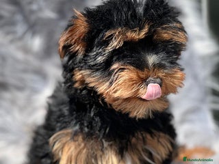Yorkshire Terrier perros en Barcelona - Anuncio 9
