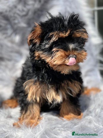 Yorkshire Terrier perros en Barcelona - Anuncio 11