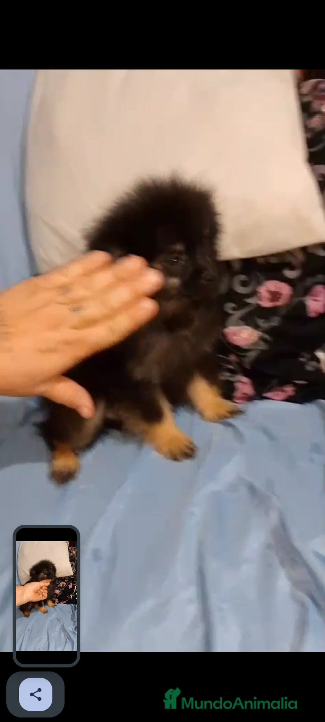 Pomerania perros en venta: Último macho de pomerania 4 meses  - Imagen 3