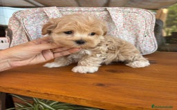 Maltipoo perros en venta: Maltipoo muy guapos !!!! - Imagen 3