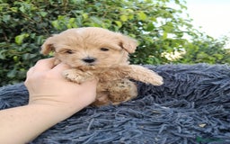Maltipoo perros en venta: Hembritas maltipoo  - Imagen 7