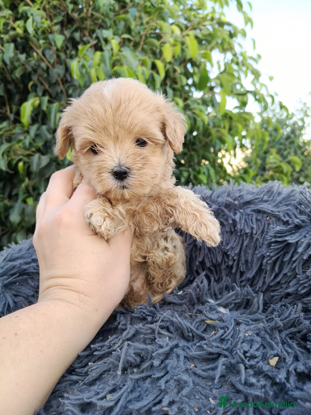 Maltipoo perros en venta: Hembritas maltipoo  - Imagen 7