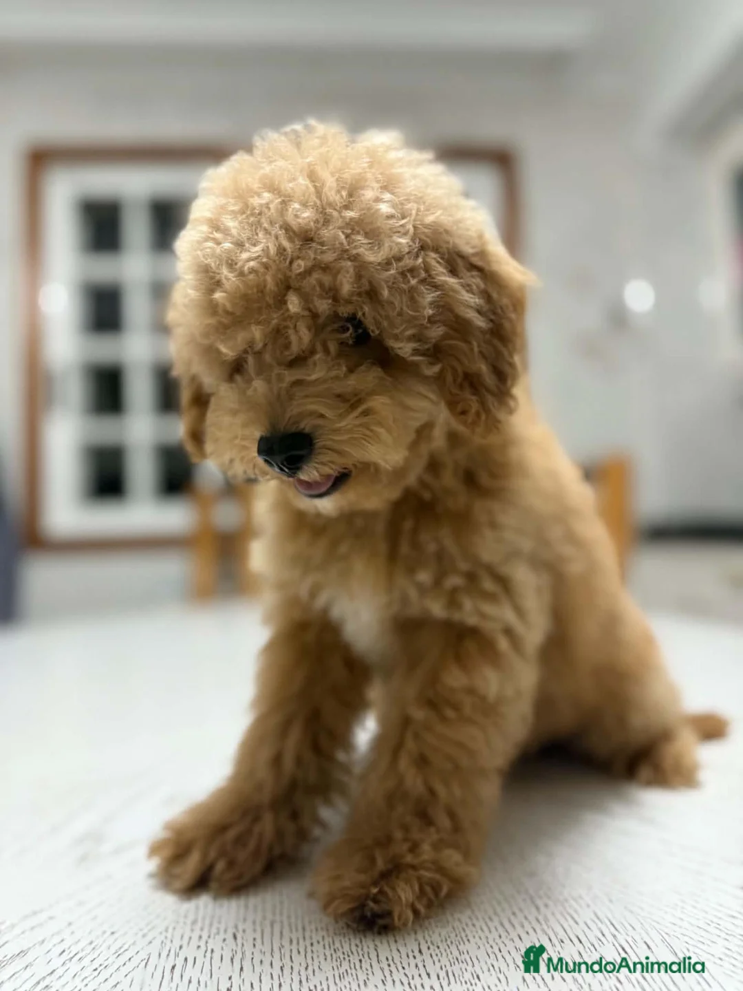 Raza Mixta perros en venta: Caniche enano en Valencia - Anuncio 2