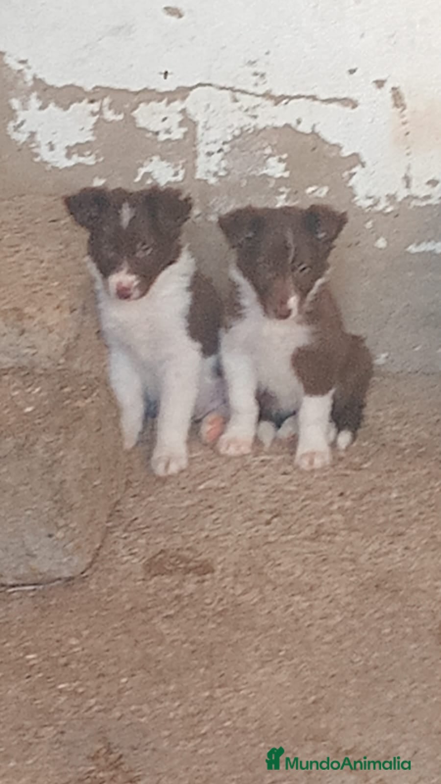 Border Collie perros Border collies Machos Chocolate - Anuncio 2