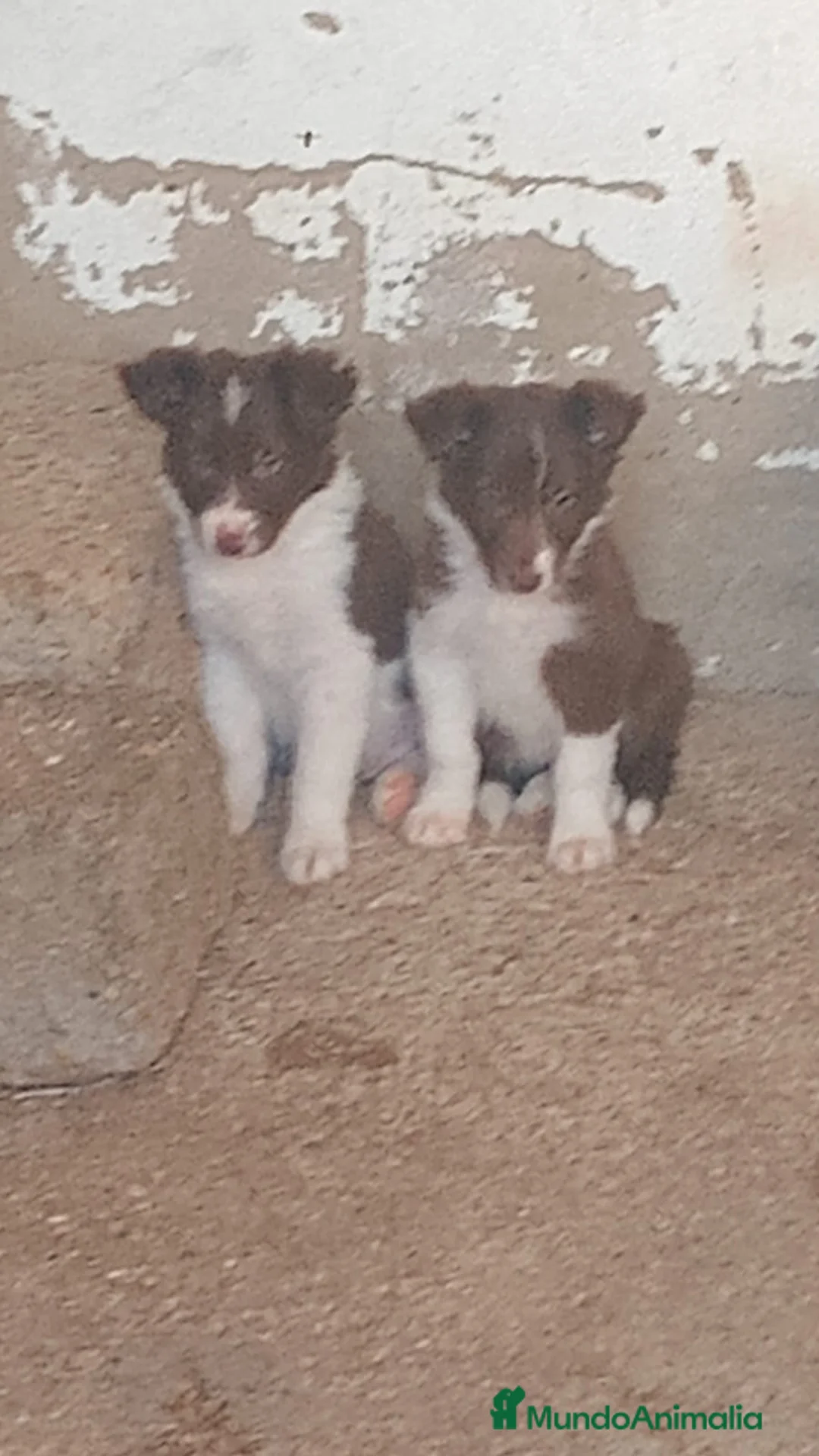 Border Collie perros en venta: Border collies Machos Chocolate - Anuncio 1