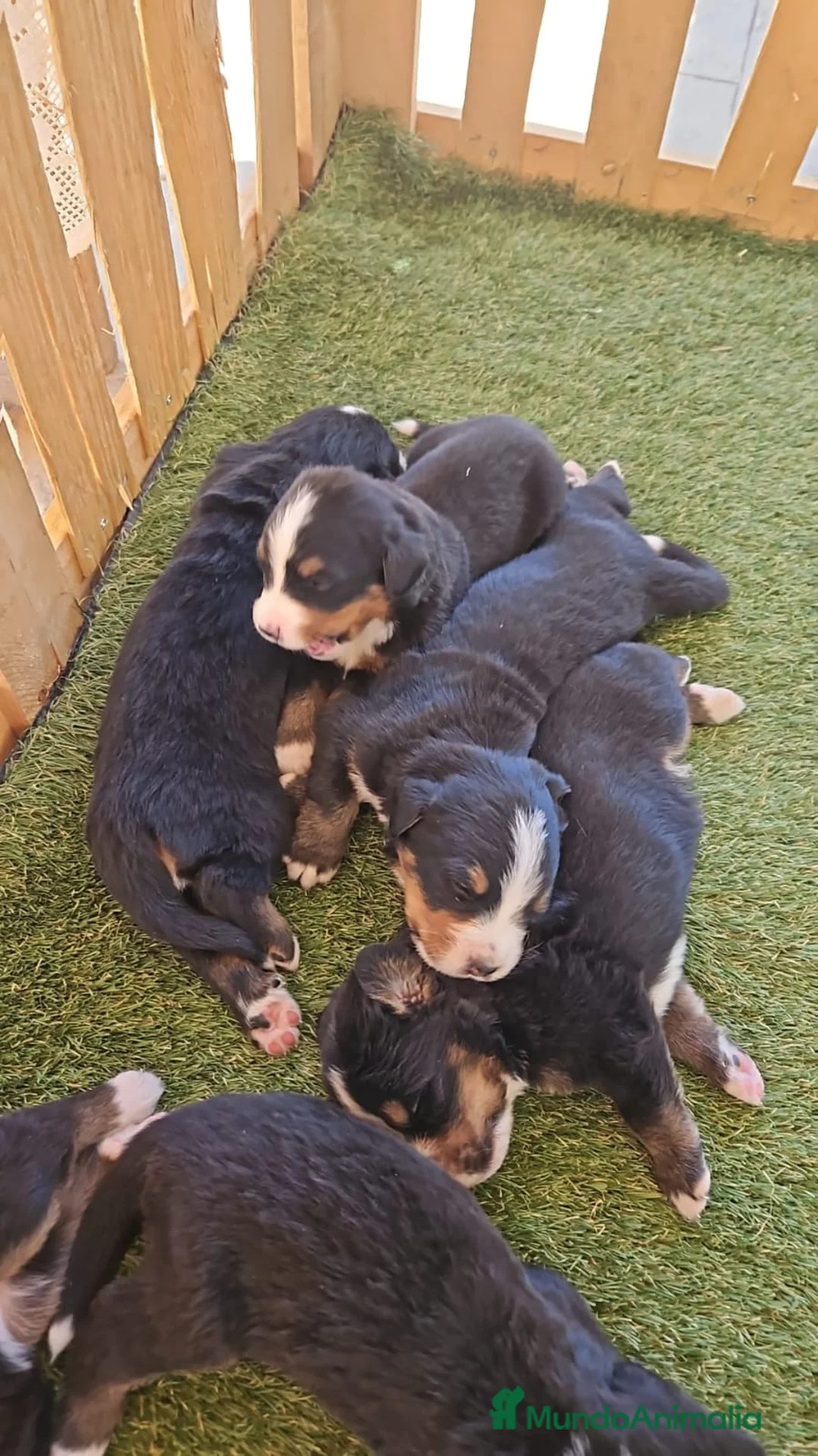 Boyero de Berna perros en venta: Boyeros de Berna impresionante bebes - Anuncio 1