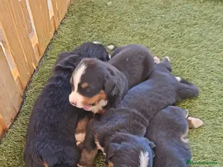 Boyero de Berna perros Boyeros de Berna impresionante bebes - Anuncio 1