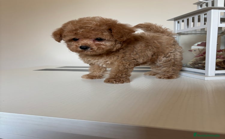 Maltipoo perros - Anuncio 10