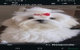 Bichón Maltés perros en venta: Macho maltés 5 meses coreano ❗❗❗ - Imagen 4