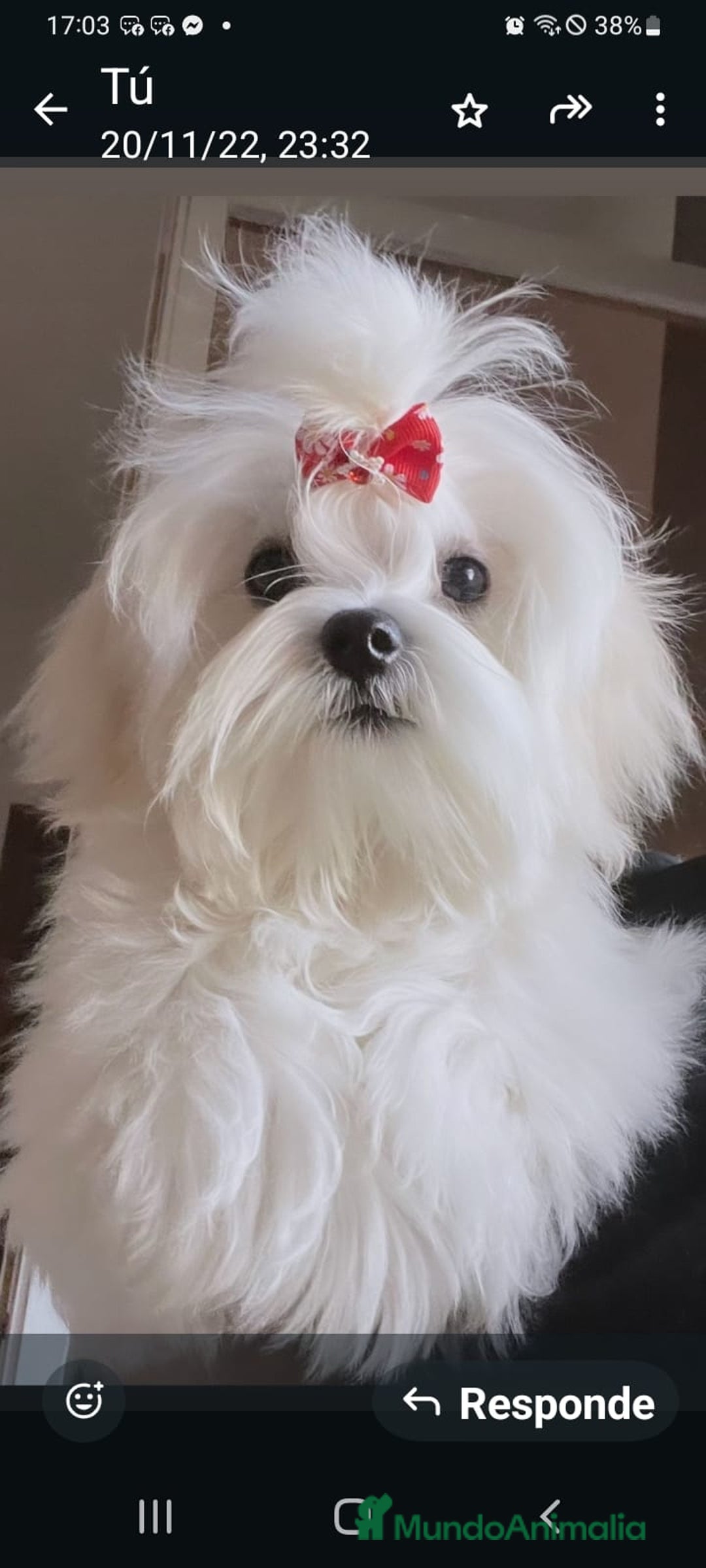 Bichón Maltés perros en venta: Macho maltés 5 meses coreano ❗❗❗ - Imagen 4
