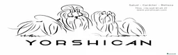 Shih Tzu perros en venta: Preciosos cachorritos Shih Tzu - Anuncio 3