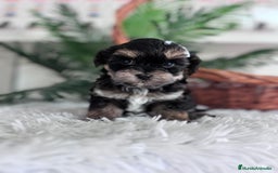 Raza Mixta perros en venta: YORKIPOO - Anuncio 18