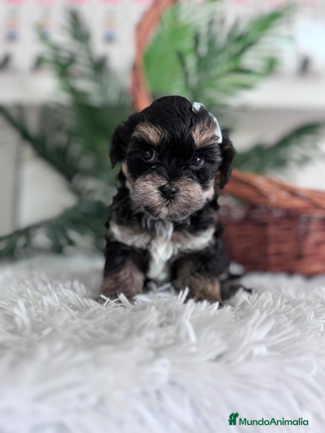 Raza Mixta perros en venta: YORKIPOO - Anuncio 18