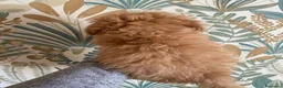 Caniche Toy perros en venta: Precio y fotos reales en Madrid - Anuncio 6