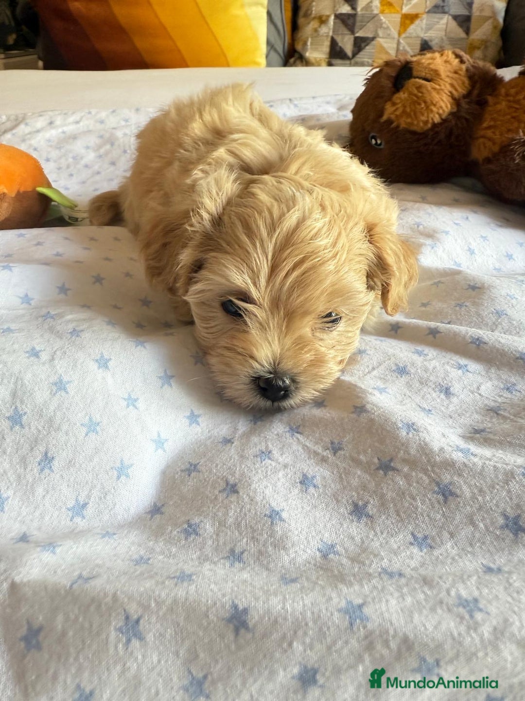 Maltipoo perros en venta: Maltipoo hembra  - Imagen 3