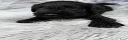 Schnauzer Miniatura perros en venta: SCHNAUZER MINIATURA NEGRO - Anuncio 5
