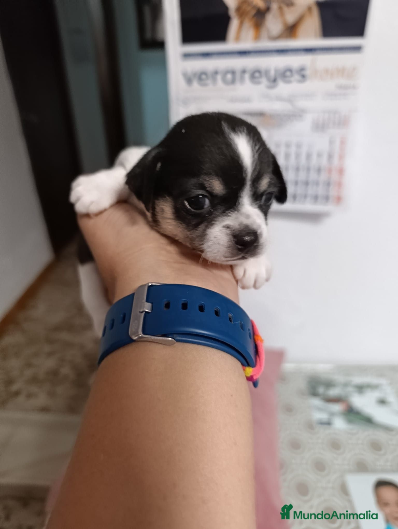 Chihuahua perros Chihuahua  - Anuncio 26
