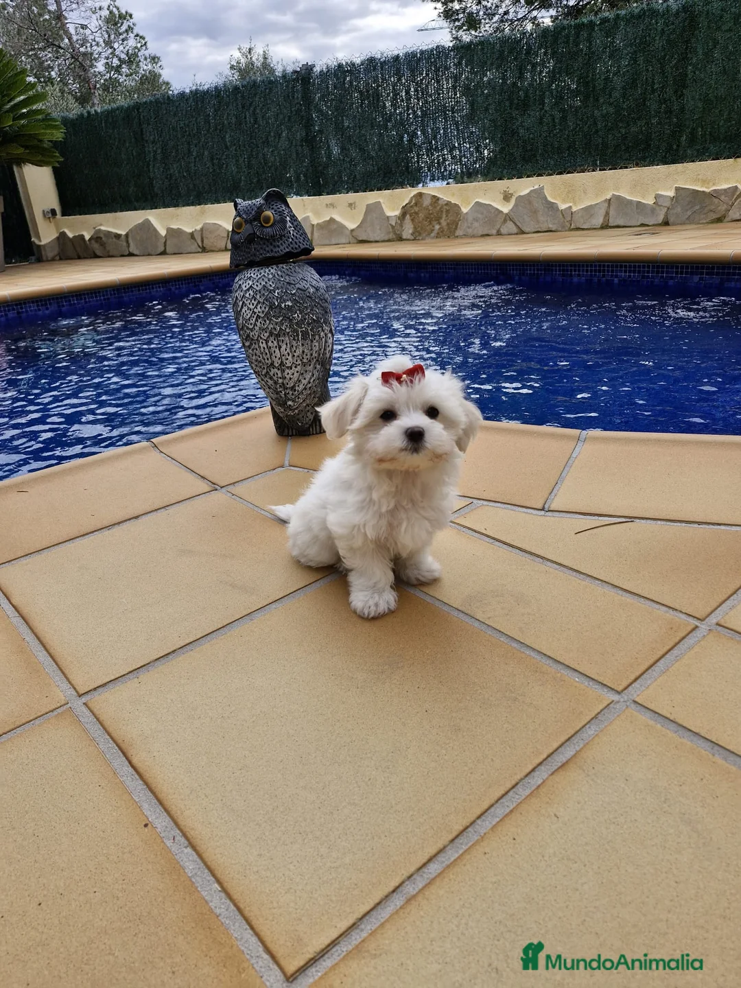 Bichón Maltés perros en venta: Bichón Maltés  en Barcelona - Anuncio 3