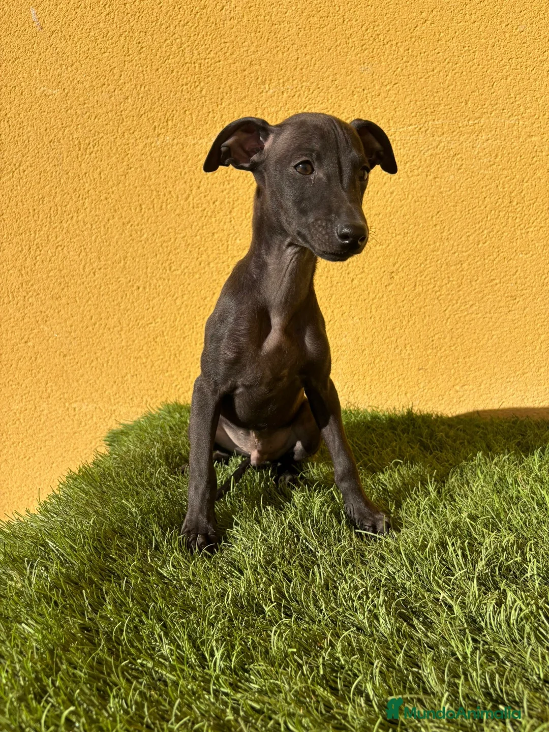 Pequeño Lebrel Italiano perros en venta: piccolo lebrel italiano galgito - Anuncio 9