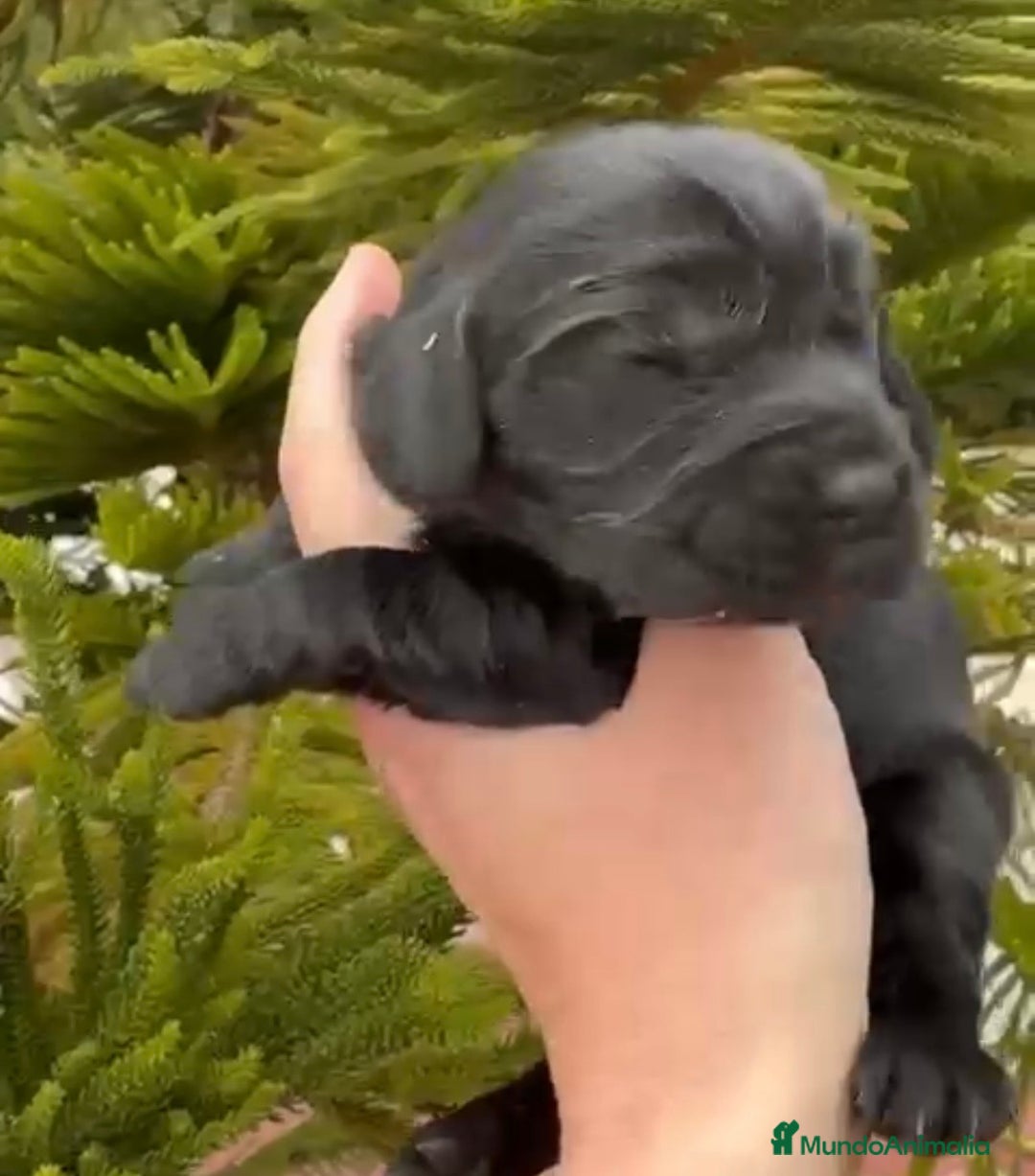 Cocker Spaniel Inglés perros en venta: Preciosos cachorros de cocker  - Anuncio 7