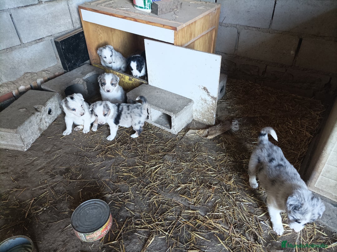 Border Collie perros en venta: Boder collie cachorros - Anuncio 1