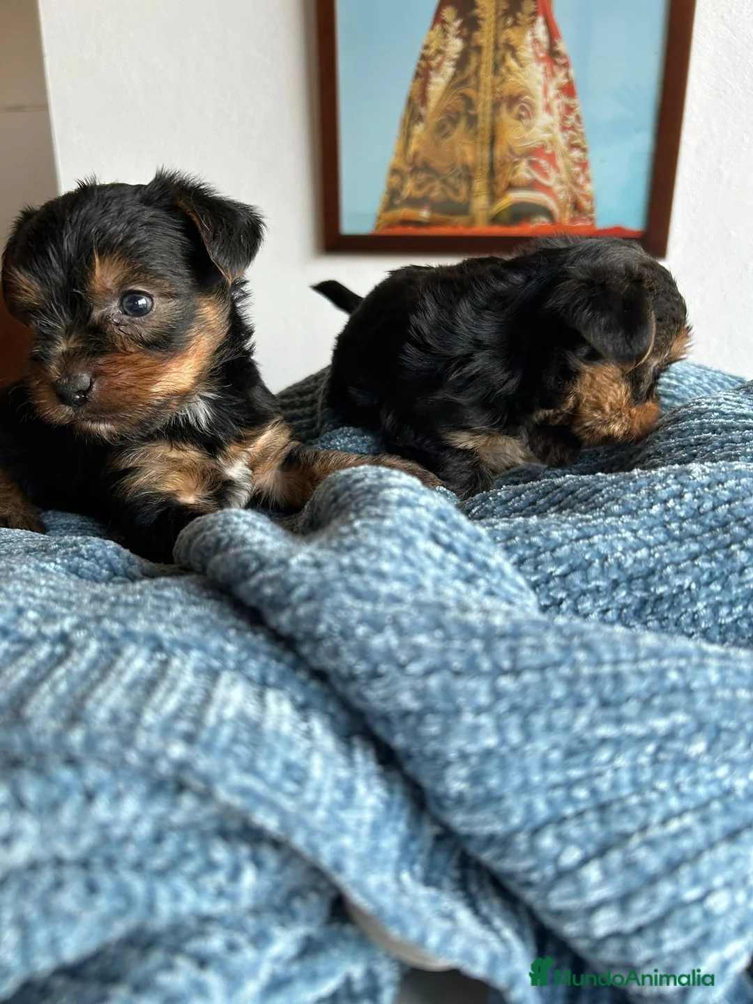 Yorkshire Terrier perros en venta: Yorkshire Terrier  - Anuncio 1