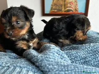 Yorkshire Terrier perros Yorkshire Terrier - Anuncio 2