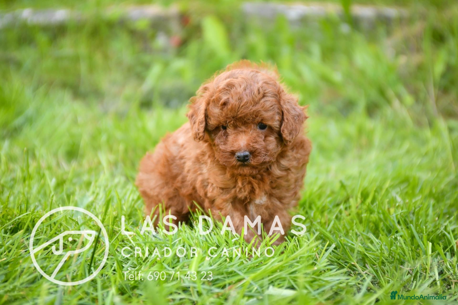 Caniche Toy perros Caniches toy y caniches enanos - Anuncio 1