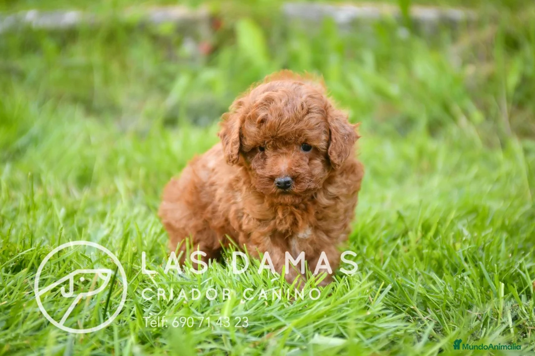 Caniche Toy perros en venta: Caniches toy disponibles - Anuncio 1