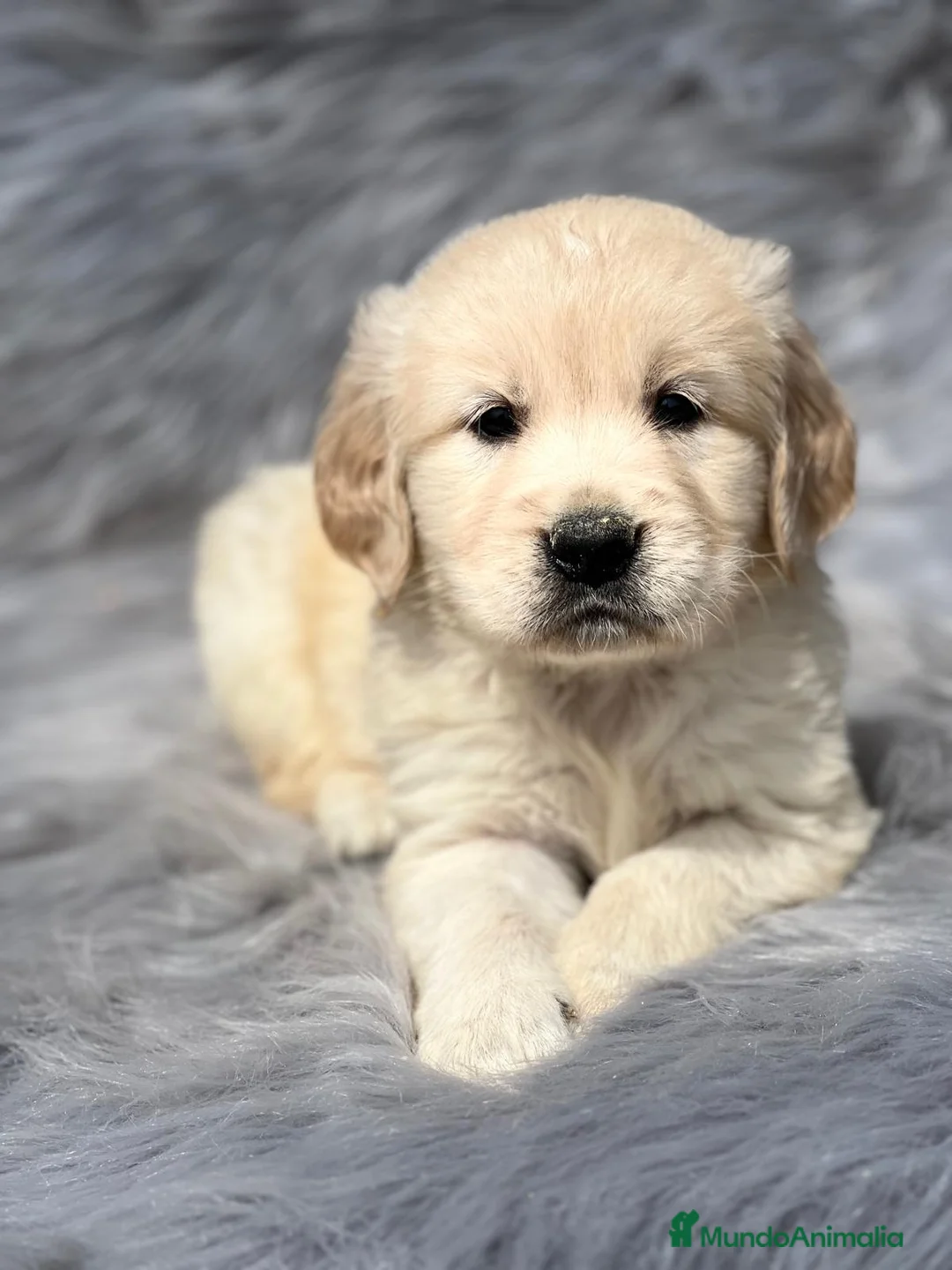 Golden Retriever perros en venta: Golden  en Barcelona - Anuncio 5