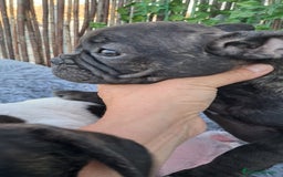 Bulldog Francés perros en venta: Bebés Bulldog Francés  - Imagen 5
