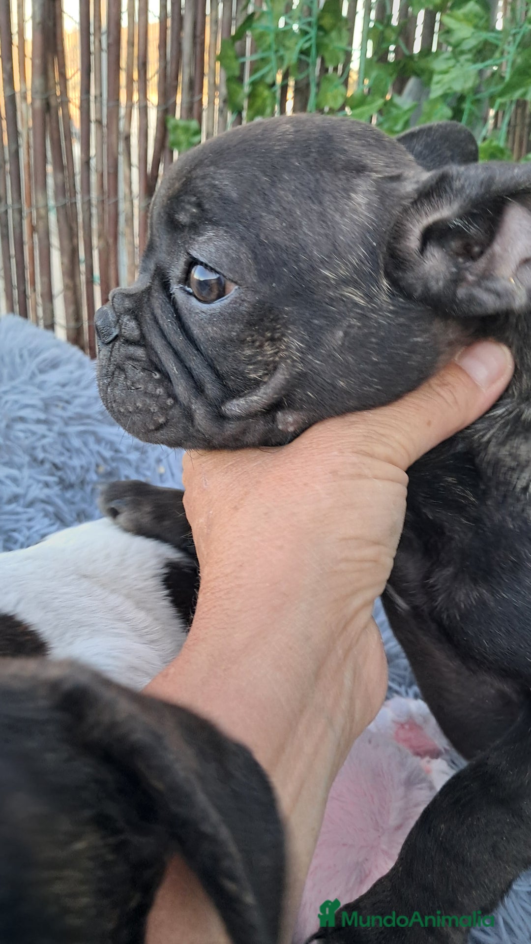Bulldog Francés perros en venta: Bebés Bulldog Francés  - Imagen 5