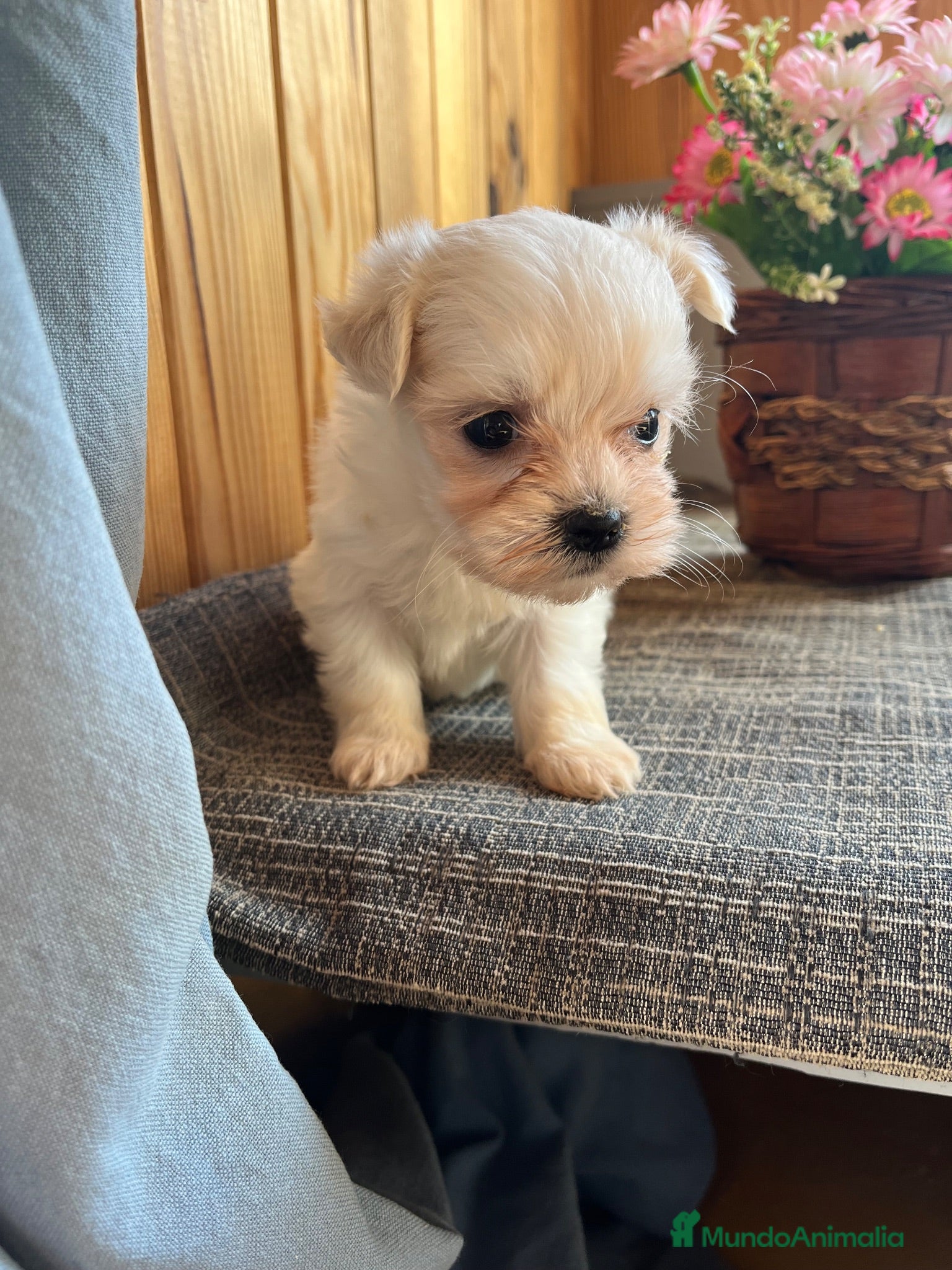 Bichón Maltés perros Cachorros Bichón Maltés Pedigree - Anuncio 1