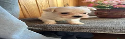Bichón Maltés perros en venta: Cachorros Bichón Maltés Pedigree - Anuncio 1